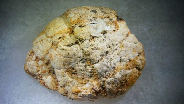 Genuine Cretaceous Age Fish or Shark Coprolite Fossil for Sale from Morocco #37b