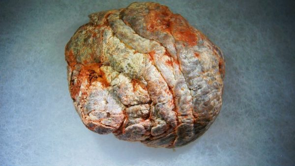 Genuine Cretaceous Age Fish or Shark Coprolite Fossil for Sale from Morocco #38