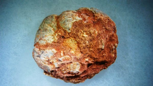 Genuine Cretaceous Age Fish or Shark Coprolite Fossil for Sale from Morocco #38a