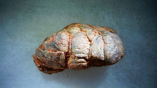 Genuine Cretaceous Age Fish or Shark Coprolite Fossil for Sale from Morocco #38b