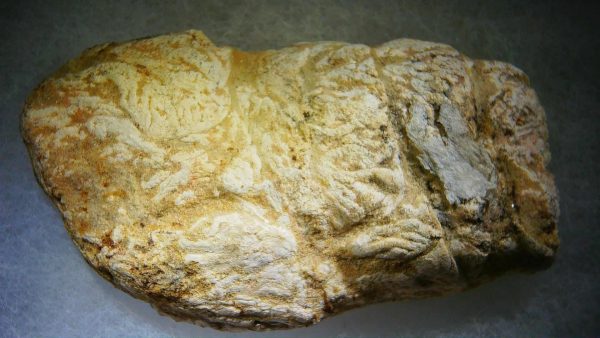 Genuine Cretaceous Age Fish or Shark Coprolite Fossil for Sale from Morocco #41