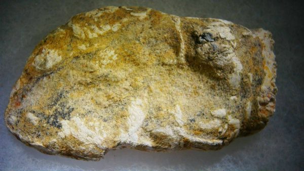 Genuine Cretaceous Age Fish or Shark Coprolite Fossil for Sale from Morocco #41a