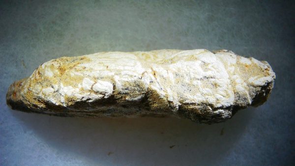 Genuine Cretaceous Age Fish or Shark Coprolite Fossil for Sale from Morocco #41b