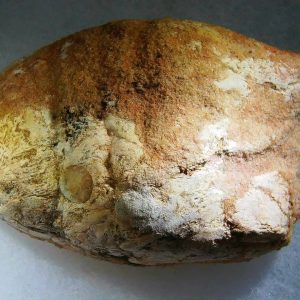 Genuine Cretaceous Age Fish or Shark Coprolite Fossil for Sale from Morocco #42