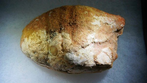 Genuine Cretaceous Age Fish or Shark Coprolite Fossil for Sale from Morocco #42