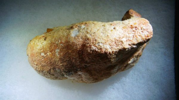 Genuine Cretaceous Age Fish or Shark Coprolite Fossil for Sale from Morocco #42a