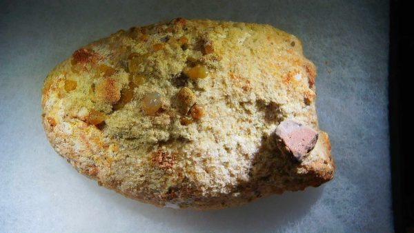 Genuine Cretaceous Age Fish or Shark Coprolite Fossil for Sale from Morocco #42b