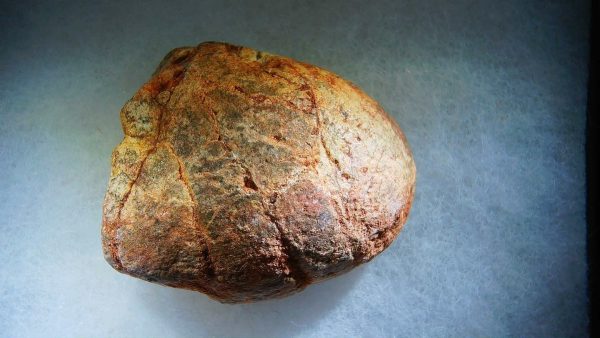 Genuine Cretaceous Age Fish or Shark Coprolite Fossil for Sale from Morocco #43b