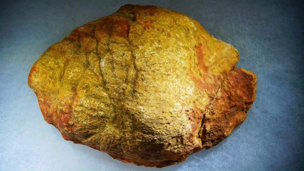 Genuine Cretaceous Age Fish or Shark Coprolite Fossil for Sale from Morocco #44