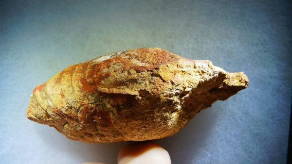 Genuine Cretaceous Age Fish or Shark Coprolite Fossil for Sale from Morocco #44a