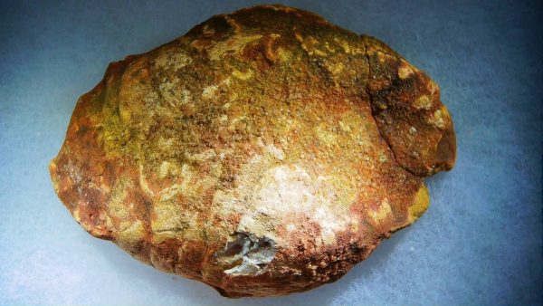 Genuine Cretaceous Age Fish or Shark Coprolite Fossil for Sale from Morocco #44b