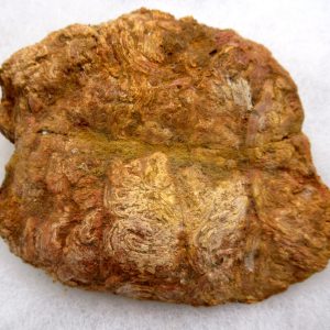 Genuine Cretaceous Age Fish or Shark Coprolite Fossil for Sale from Morocco #45