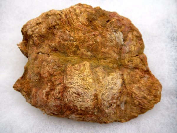 Genuine Cretaceous Age Fish or Shark Coprolite Fossil for Sale from Morocco #45