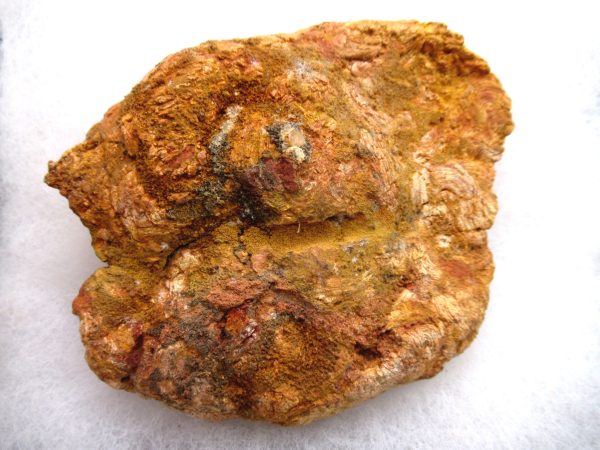 Genuine Cretaceous Age Fish or Shark Coprolite Fossil for Sale from Morocco #45a