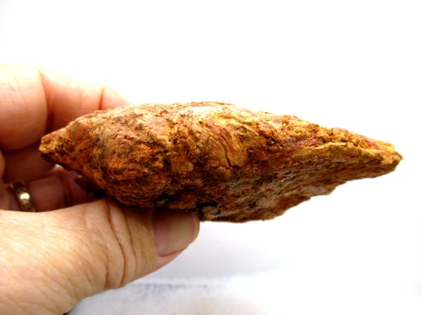 Genuine Cretaceous Age Fish or Shark Coprolite Fossil for Sale from Morocco #45b