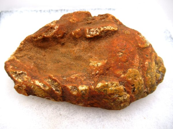 Genuine Cretaceous Age Fish or Shark Coprolite Fossil for Sale from Morocco #46a