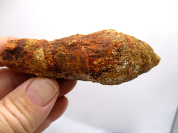 Genuine Cretaceous Age Fish or Shark Coprolite Fossil for Sale from Morocco #46b