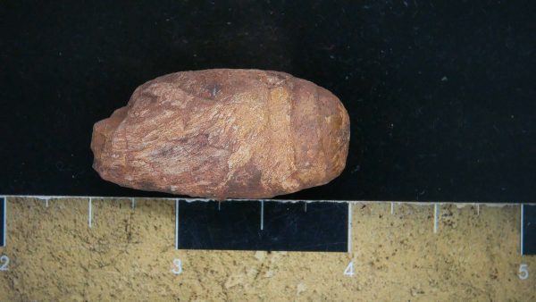 Genuine Triassic Age Dinosaur Coprolite Fossil for Sale from New Mexico #11