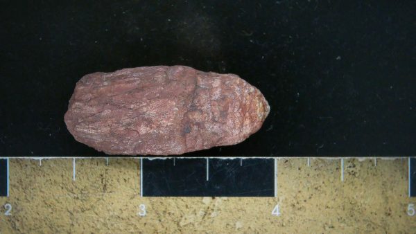 Genuine Triassic Age Dinosaur Coprolite Fossil for Sale from New Mexico #12