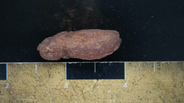 Genuine Triassic Age Dinosaur Coprolite Fossil for Sale from New Mexico #13a