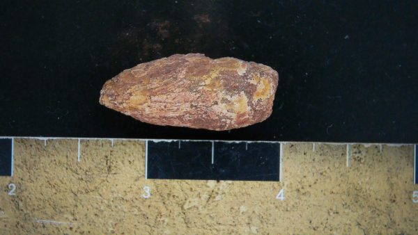 Genuine Triassic Age Dinosaur Coprolite Fossil for Sale from New Mexico #14a