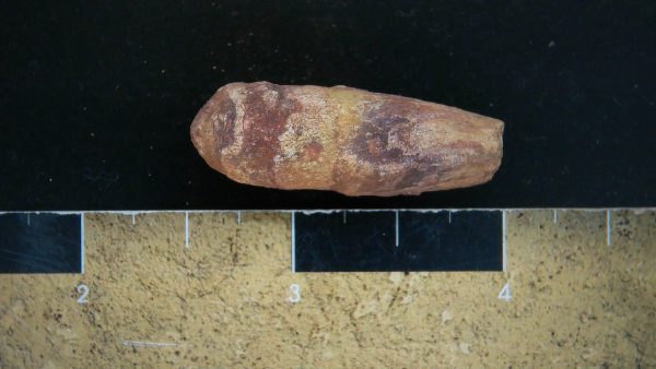 Genuine Triassic Age Dinosaur Coprolite Fossil for Sale from New Mexico #17