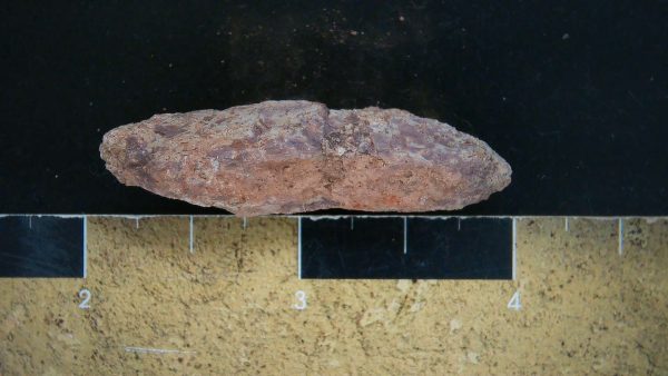 Genuine Triassic Age Dinosaur Coprolite Fossil for Sale from New Mexico #19a