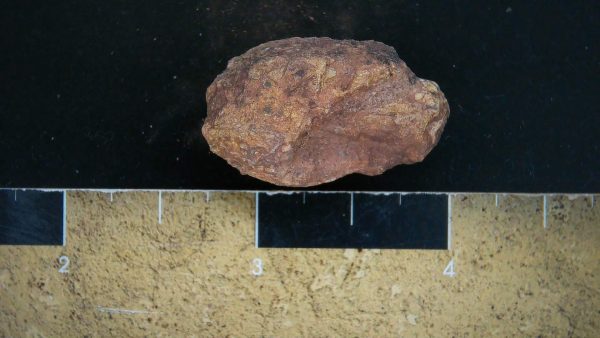 Genuine Triassic Age Dinosaur Coprolite Fossil for Sale from New Mexico #22a