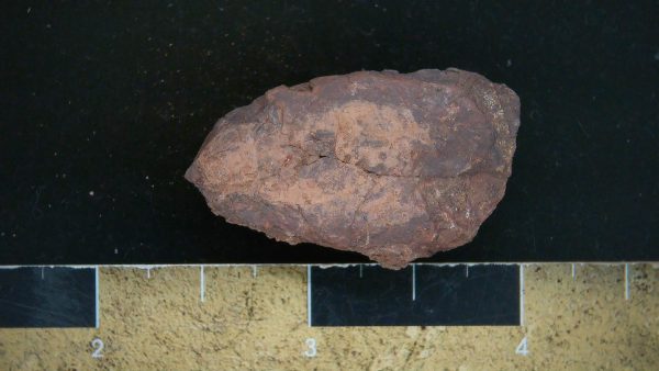 Genuine Triassic Age Dinosaur Coprolite Fossil for Sale from New Mexico #23