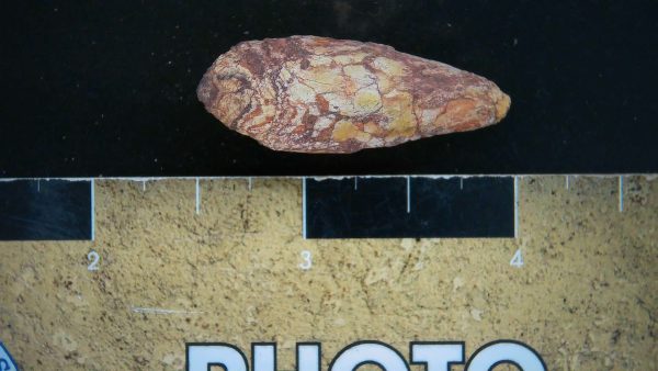 Genuine Triassic Age Dinosaur Coprolite Fossil for Sale from New Mexico #24a