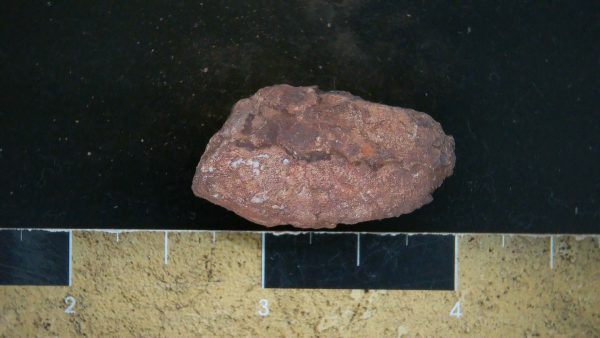 Genuine Triassic Age Dinosaur Coprolite Fossil for Sale from New Mexico #29