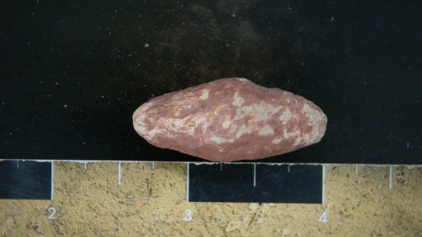 Genuine Triassic Age Dinosaur Coprolite Fossil for Sale from New Mexico #30