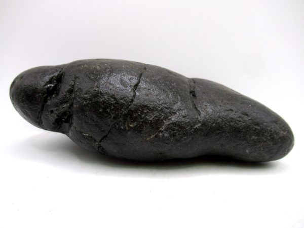 Genuine Miocene Age Megalodon Shark Coprolite Fossil for Sale from South Carolina #33c