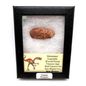 Genuine Jurassic Age Dinosaur Coprolite Fossil for Sale from Utah #12