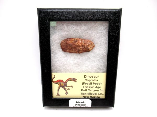 Genuine Jurassic Age Dinosaur Coprolite Fossil for Sale from Utah #12