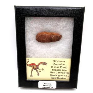 Genuine Jurassic Age Dinosaur Coprolite Fossil for Sale from Utah #13