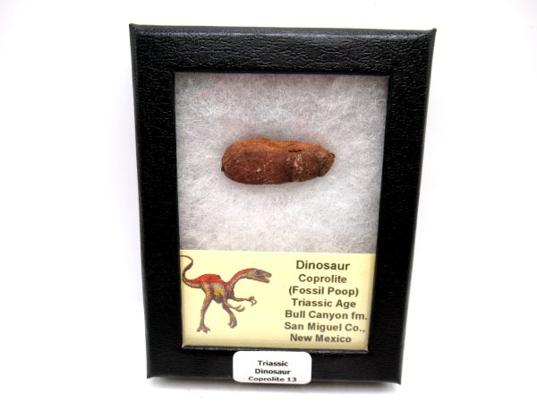 Genuine Jurassic Age Dinosaur Coprolite Fossil for Sale from Utah #13