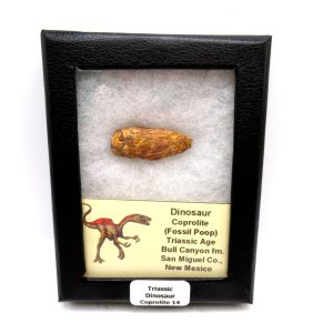 Genuine Jurassic Age Dinosaur Coprolite Fossil for Sale from Utah #14