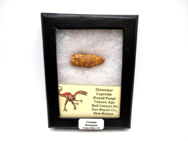 Genuine Jurassic Age Dinosaur Coprolite Fossil for Sale from Utah #14