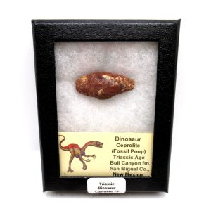 Genuine Jurassic Age Dinosaur Coprolite Fossil for Sale from Utah #15