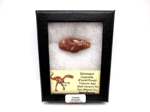 Genuine Jurassic Age Dinosaur Coprolite Fossil for Sale from Utah #15