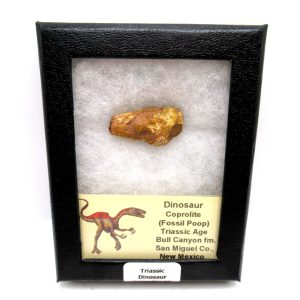 Genuine Jurassic Age Dinosaur Coprolite Fossil for Sale from Utah #16