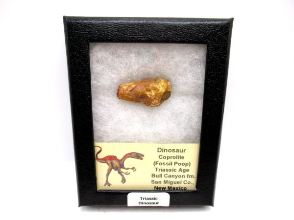 Genuine Jurassic Age Dinosaur Coprolite Fossil for Sale from Utah #16