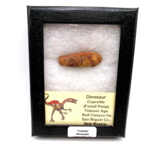 Genuine Jurassic Age Dinosaur Coprolite Fossil for Sale from Utah #17