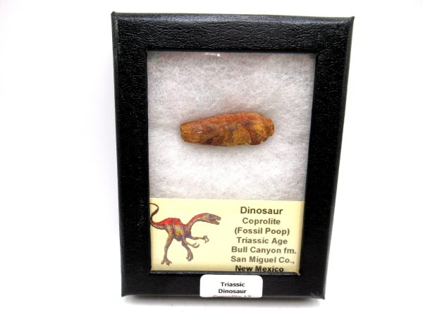 Genuine Jurassic Age Dinosaur Coprolite Fossil for Sale from Utah #17