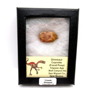 Genuine Jurassic Age Dinosaur Coprolite Fossil for Sale from Utah #18