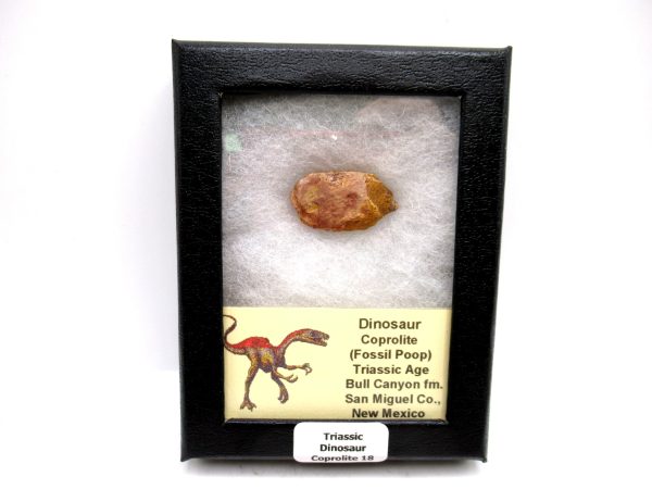 Genuine Jurassic Age Dinosaur Coprolite Fossil for Sale from Utah #18