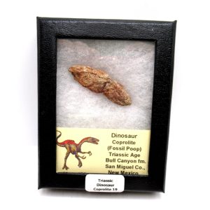 Genuine Jurassic Age Dinosaur Coprolite Fossil for Sale from Utah #19