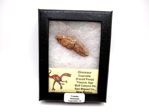 Genuine Jurassic Age Dinosaur Coprolite Fossil for Sale from Utah #19