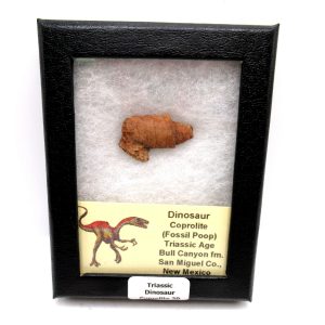 Genuine Jurassic Age Dinosaur Coprolite Fossil for Sale from Utah #20